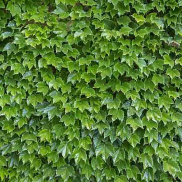 10 fresh unrooted Boston Ivy cuttings of 6-8 inches!