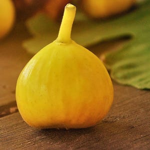 2 Gelbe Langhals-Feigenbaum-Starter, 2-3inches groß, gut verwurzelt