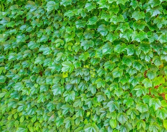 10 fresh unrooted Boston Ivy cuttings of 6-8 inches!