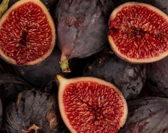 2 Black Mission Fig Tree starter plants, 2-3 inches tall, well rooted