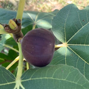 Liquidación: compre 1 y llévese 1 gratis, árbol frutal de higo Chicago resistente, de 1 a 2 pulgadas de alto, bien enraizado