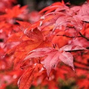 May include: Close-up of red maple leaves with a blurred background. The leaves are vibrant and have a delicate texture.