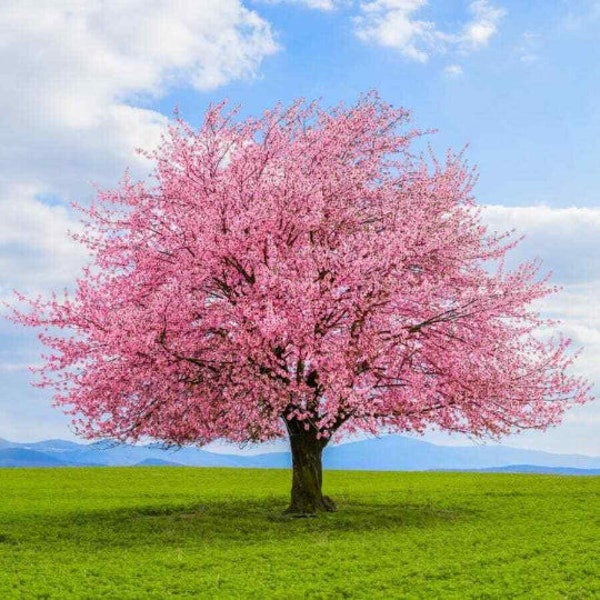 10 boutures fraîches de cerisier japonais Kwanzan Blossom Tree, 6-8 « de long, sans racines.