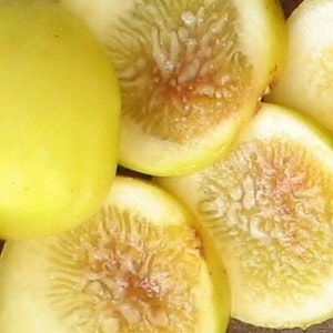 CLEARANCE: Buy 1 get 1 free, Yellow Long Neck fig tree starter plant, 3-5 inches tall, well rooted