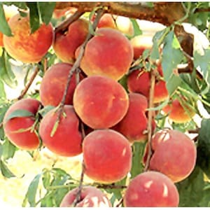 Nemaguard peach tree starter plant, 12-16 inches tall