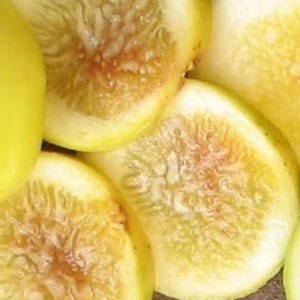 Yellow long neck fig - Etsy 日本