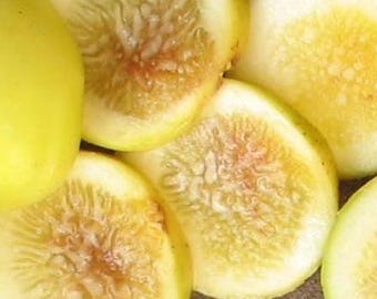 2 Yellow Long Neck Fig Tree Starter, 2-3inches tall, well-rooted