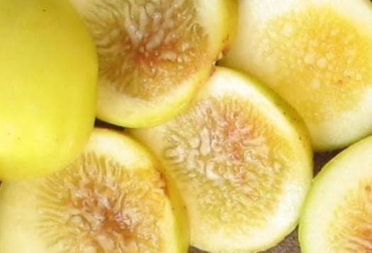 Yellow long neck fig - Etsy 日本