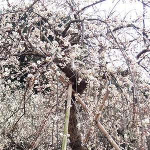 Weeping Yoshino Cherry starter plant, 6-8 inches tall, well rooted