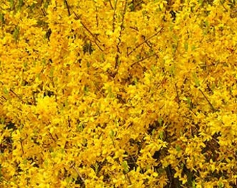 6 fresh Forsythia cuttings, 6-8 inches long, no roots