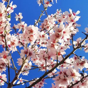 Cerejeira japonesa Yoshino, com 15 a 20 cm de altura e raízes bem desenvolvidas.