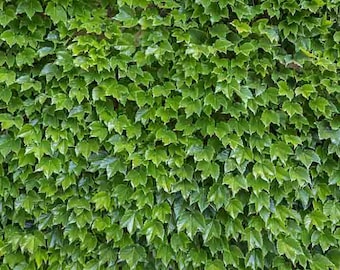 CLEARANCE: Buy 1 Get 1 FREE, Boston Ivy starter plant, 1-2 inches tall, recently germinated