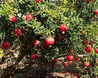 Clearance: buy 1 get 1 free, Pomegranate Tree starter plant, 4-6 inches tall, well rooted