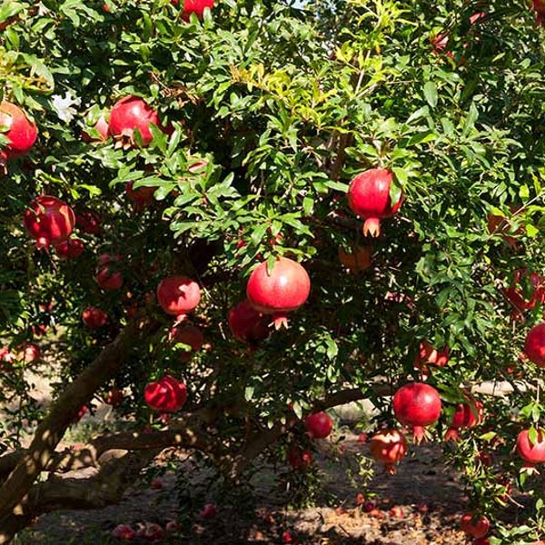 Clearance: buy 1 get 1 free, Pomegranate Tree starter plant, 4-6 inches tall, well rooted