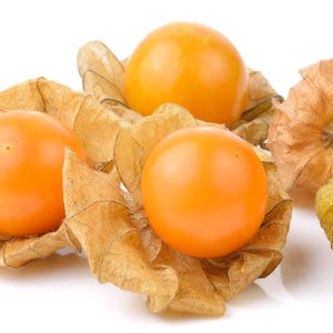 Cape Gooseberry starter plant, 1-2 inches tall, newly germinated