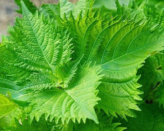 Köp 1 få 2 gratis, grön Shiso-startplanta, 5-8 cm hög, väl rotad
