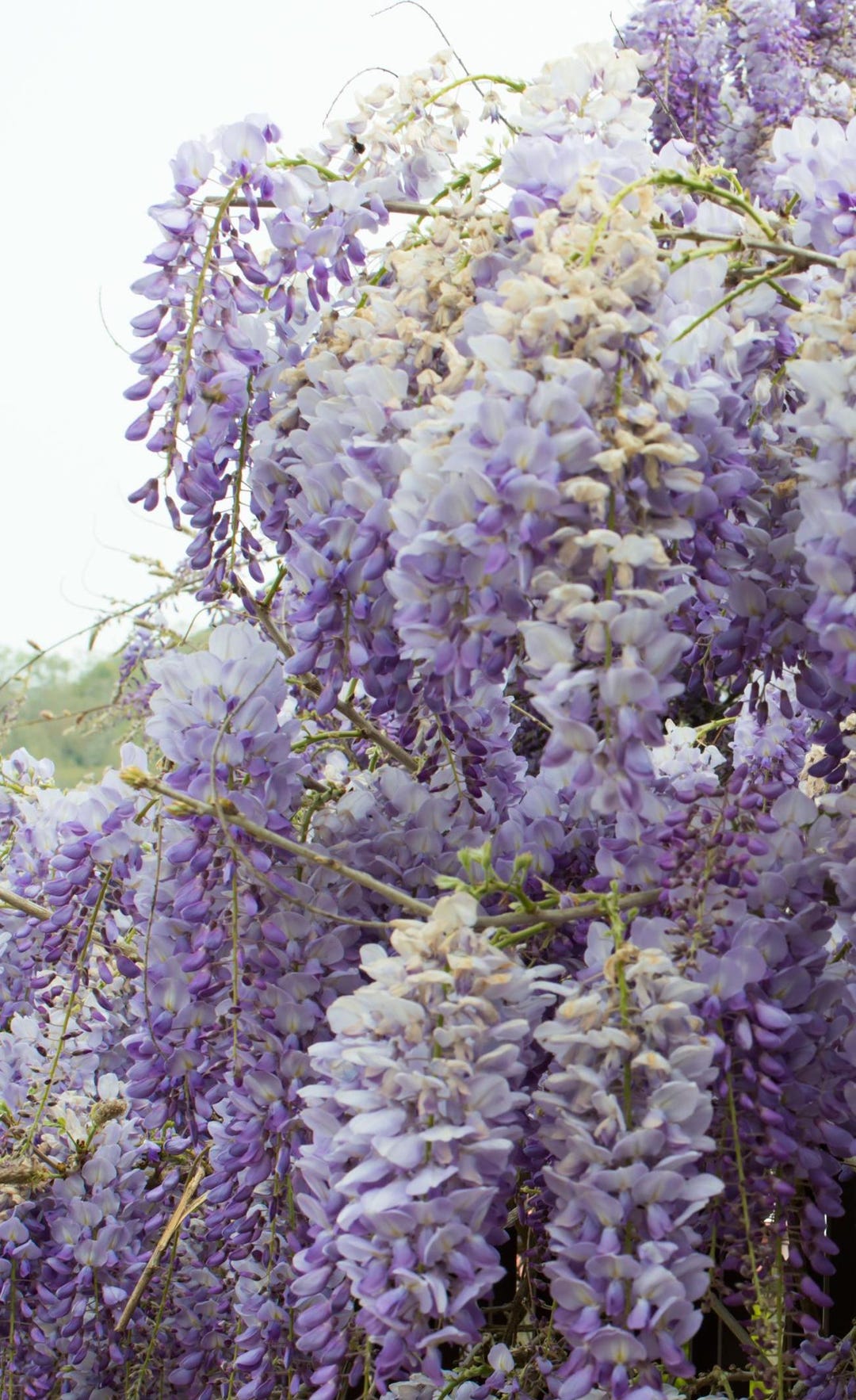 Wisteria Starter Plant, 4-6 Inches Tall, Well Rooted - Etsy