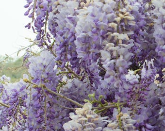 Wisteria starter plant, 8-10 inches tall, well rooted