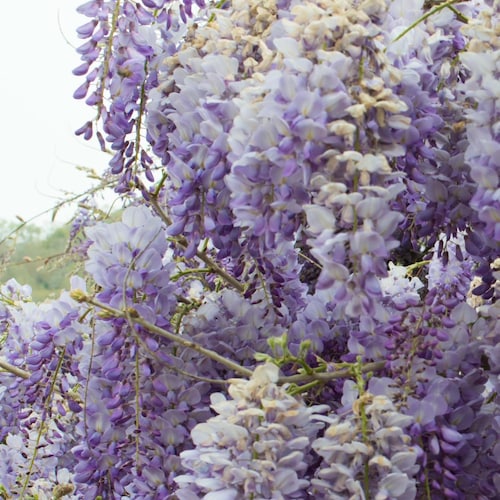Buy 1 Get 1 Free, Wisteria Starter Plant, 4-6 Inches Tall, Well