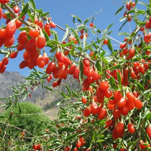 CLEARANCE: Buy 1 get 2 Free, Goji Berry fruit tree starter plant, 4-6 inches tall