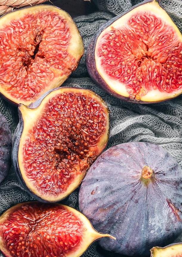 BLACK MADEIRA KK BMKKいちじく苗 ブラックマデイラKK イチジクBlack