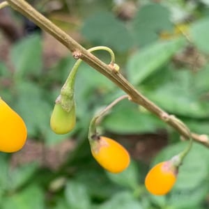 Clearance: Buy 1 get 1 free, Rare Golden Goji Berry fruit tree starter plant, 4-6 inches tall