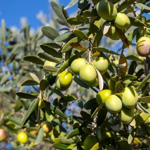 Clearance: Buy 1 get 1 free, Olive Tree starter plant, 3-4 inches tall, well rooted