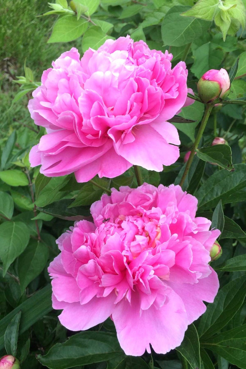 Pink Peony Plant 1012 Inches Tall Well Rooted Etsy
