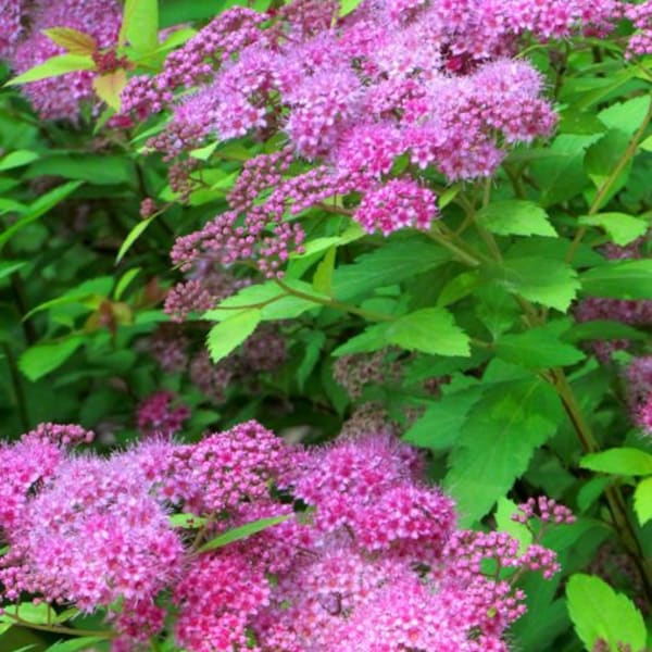 CLEARANCE: Buy 1 get 1 free, Japanese Magic Carpet Spirea starter plant, 3-4 inches tall, bare roots