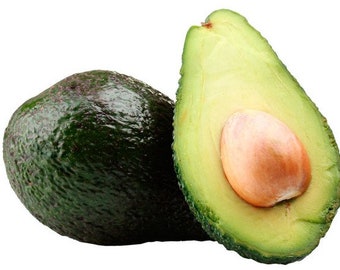 Avocado-Starterpflanze, 10–15 cm hoch, frisch gekeimt, gut verwurzelt