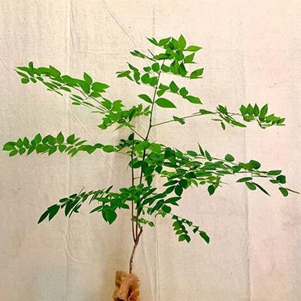 Kentucky Coffee Tree seedling, 3-5 inches tall, well rooted