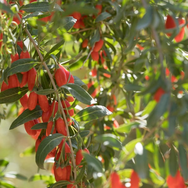 3 iniciadores de árboles frutales de bayas de Goji, de 4 a 6 pulgadas de alto