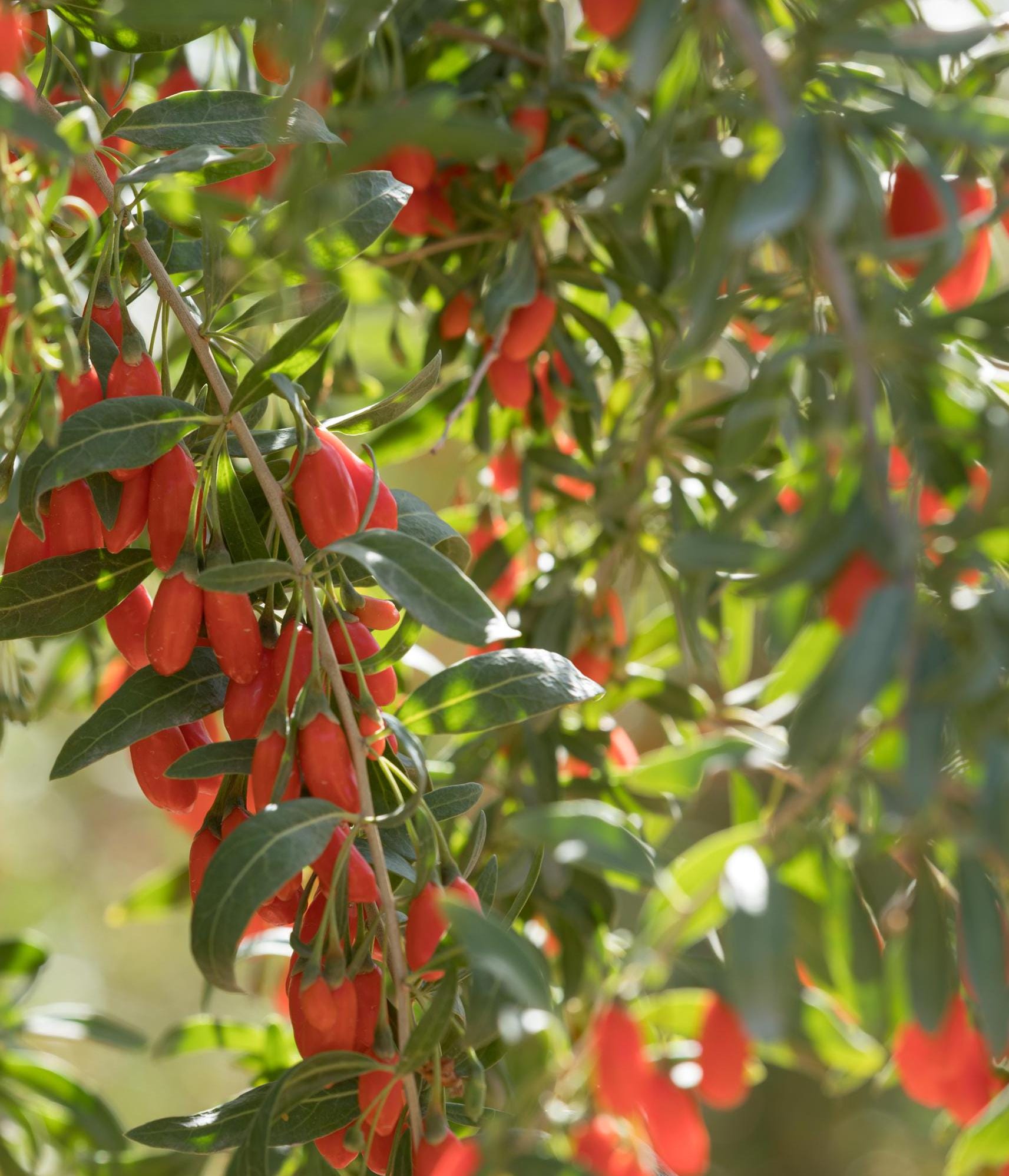 Clearance: Buy 1 get 2 free, Goji Berry Fruit Tree Starter Plant (4-6 Inches)