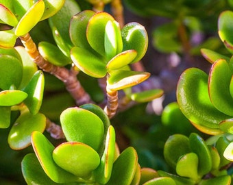 Jade Pflanze AKA Crassula Ovata Starter, 2-3 Zoll groß