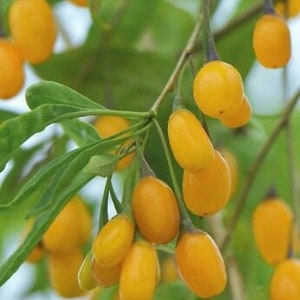Rare Golden Goji Berry fruit tree starter plant, 4-6 inches tall