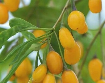 Rare plante de départ d'arbre fruitier Golden Goji Berry, 4-6 pouces de hauteur