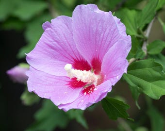 Rose of Saron-startplanten, 4-6 inch hoog, goed geworteld