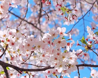 Japanese Yoshino Cherry Tree, 6-8 inches, well rooted