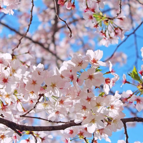 Japanese Yoshino Cherry Tree, 6-8 inches, well rooted