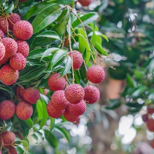 Buy 1 get 1 free, Preorder for July 2024 delivery, Lychee fruit tree seedling, newly germinated, 3-4 inches tall