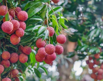 Buy 1 get 1 free, Preorder for July 2024 delivery, Lychee fruit tree seedling, newly germinated, 3-4 inches tall