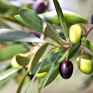 Clearance: buy 1 get 1 free, Olive Tree starter plant, 4-6 inches tall, well rooted