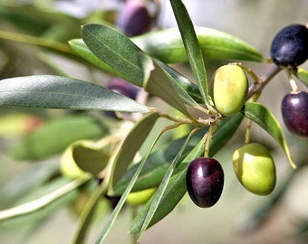 Abfertigung: kaufen Sie 1 erhalten 1 frei, Olivenbaum Starter Pflanze, 4-6 Zoll groß, gut verwurzelt