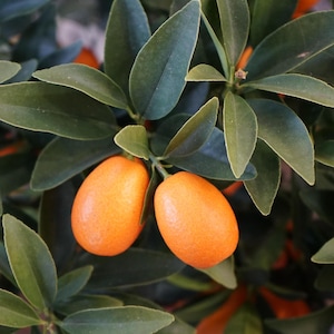 Muda de Kumquat de árvore cítrica exótica, 2,5 cm de altura