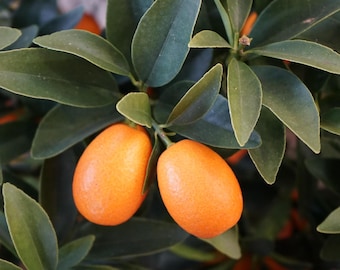 Exotic citrus tree Kumquat seedling, 1 inch tall