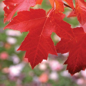 Red Maple starter plant, 6-8 inches tall, well rooted