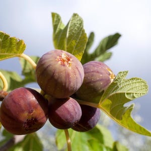 2 st. Olympian Fig Tree Starter, väl rotade, 5-8 cm höga