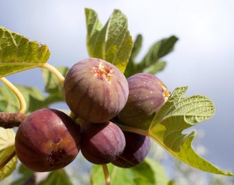 2 Olympian Fig Tree Starter, well rooted, 2-3 inches tall