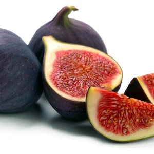CLEARANCE: Buy 1 get 1 free, Black Mission Fig Tree starter plant, 3-5 inches tall, well rooted