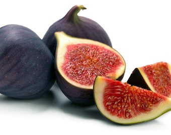 CLEARANCE: Buy 1 get 1 free, Black Mission Fig Tree starter plant, 3-5 inches tall, well rooted